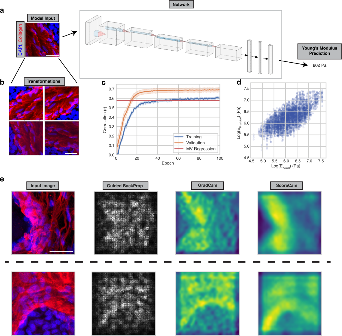 A convolutional neural network STIFMap reveals associations between stromal  stiffness and EMT in breast cancer | Nature Communications