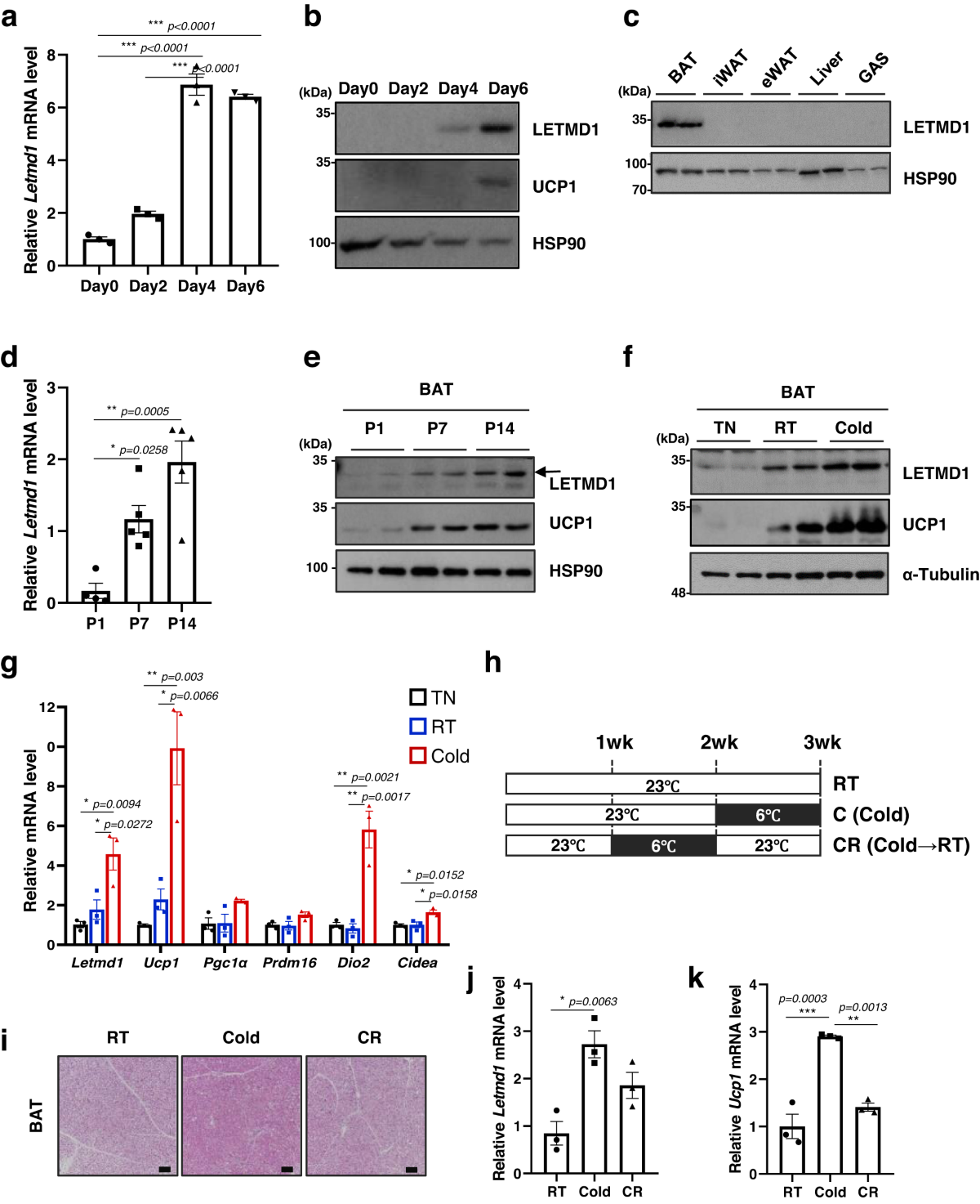 Mitochondrial matrix protein LETMD1 maintains thermogenic capacity of brown  adipose tissue in male mice | Nature Communications