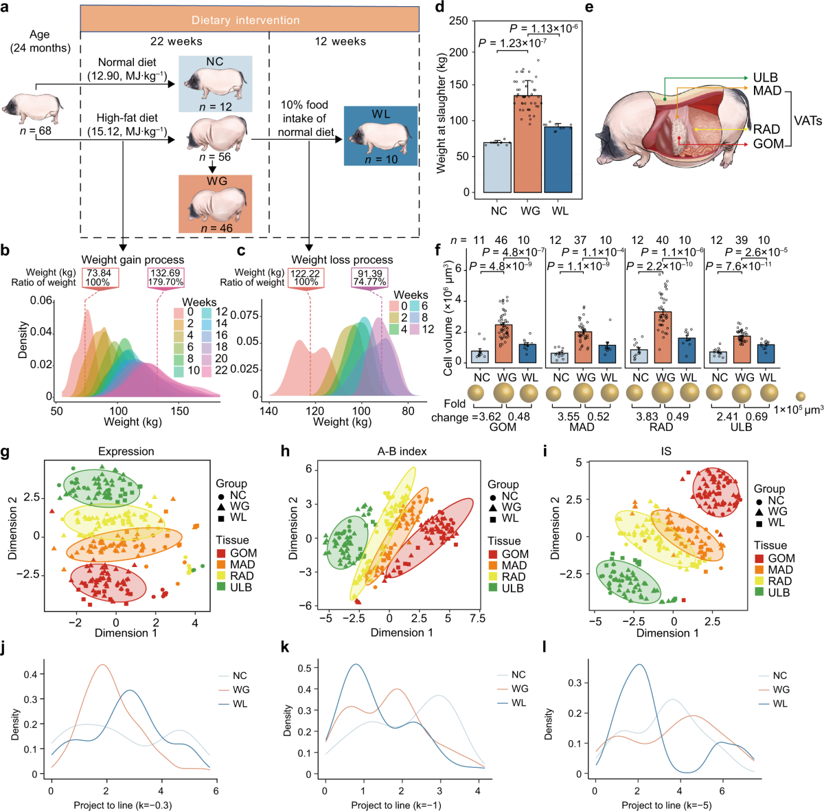 Dynamic chromatin architecture of the porcine adipose tissues with weight  gain and loss | Nature Communications