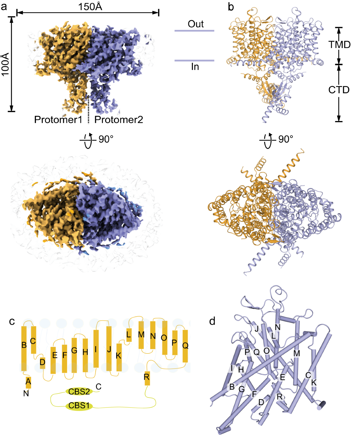 Cryo-EM structures of ClC-2 chloride channel reveal the blocking mechanism  of its specific inhibitor AK-42 | Nature Communications