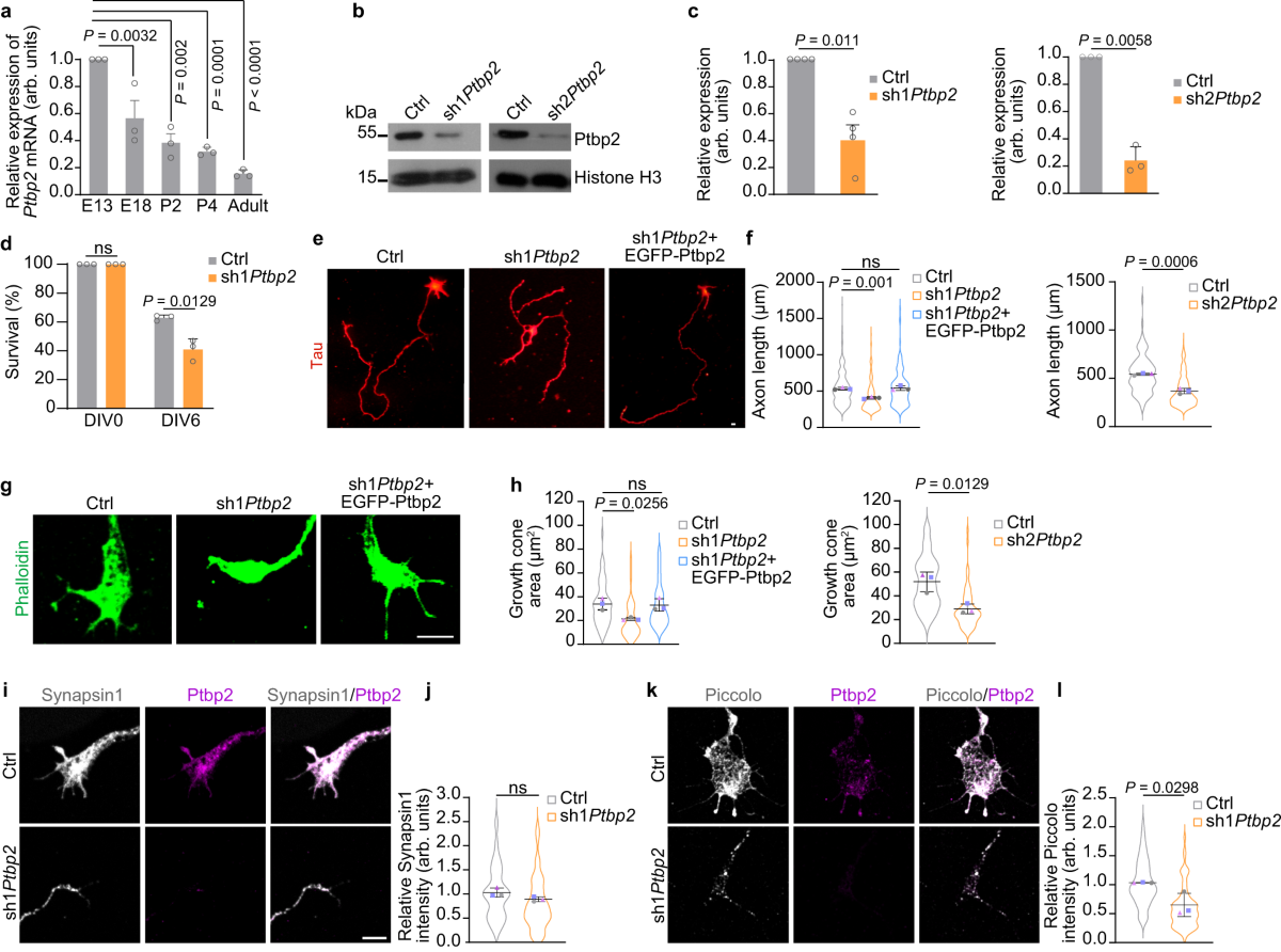 Cytosolic Ptbp2 modulates axon growth in motoneurons through axonal  localization and translation of Hnrnpr | Nature Communications