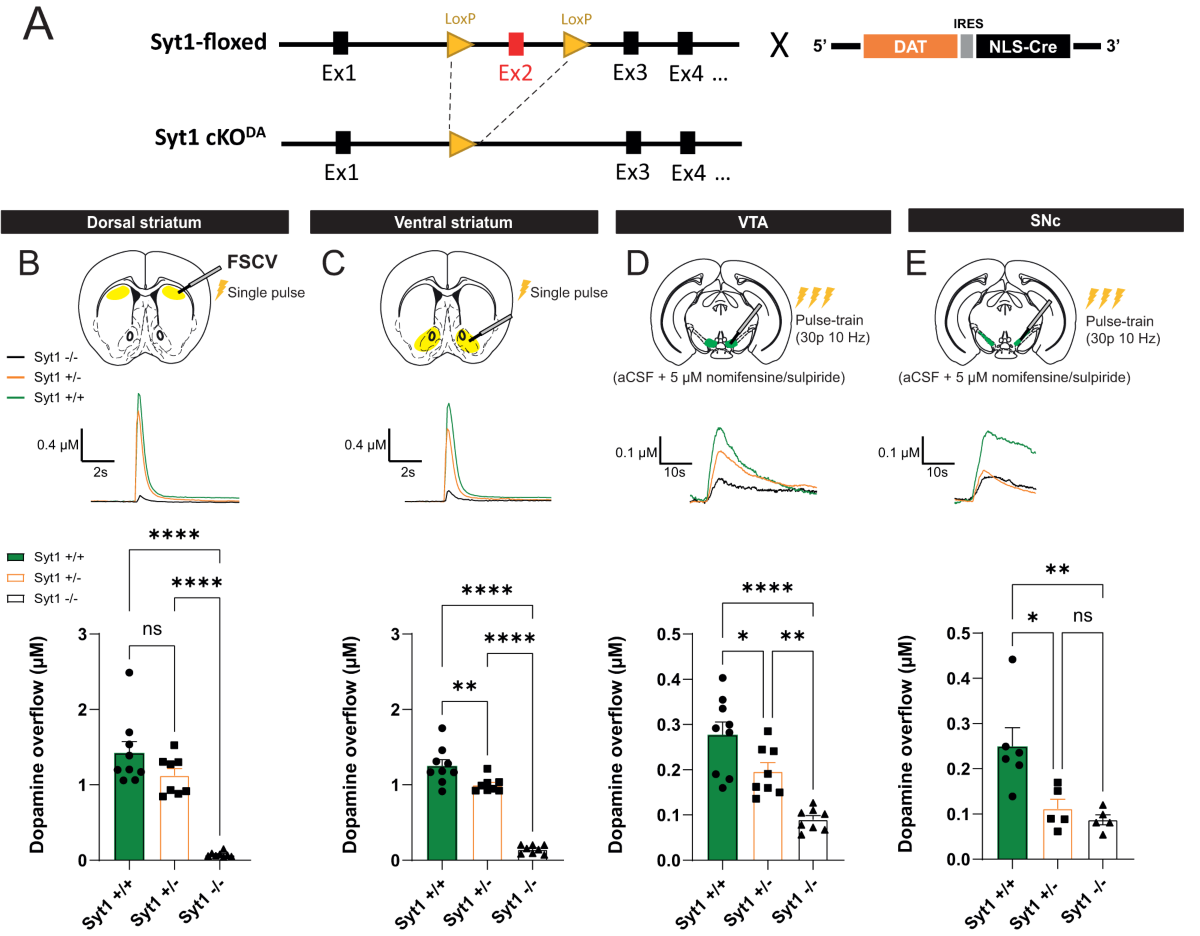 Synaptotagmin-1-dependent phasic axonal dopamine release is dispensable for basic motor behaviors in mice | Nature Communications synaptotagmin-1-dependent-phasic-axonal-dopamine-release-is-dispensable-for-basic-motor-behaviors-in-mice-nature-communications