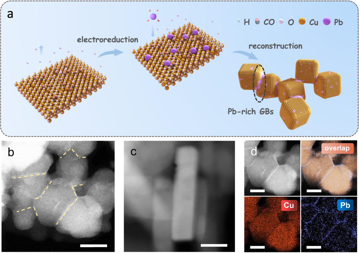 クリスタル ブロンズ 4　KT-2067 Bサイズ Marine Biopolymers as Bioactive Functional Ingredients of