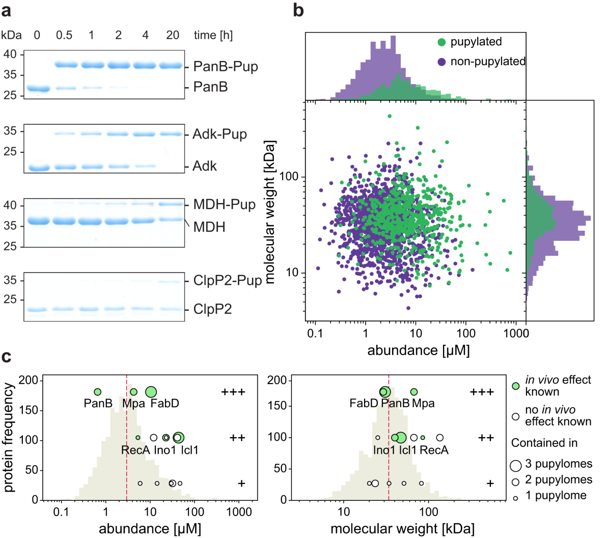 Electrostatic interactions guide substrate recognition of the prokaryotic  ubiquitin-like protein ligase PafA | Nature Communications
