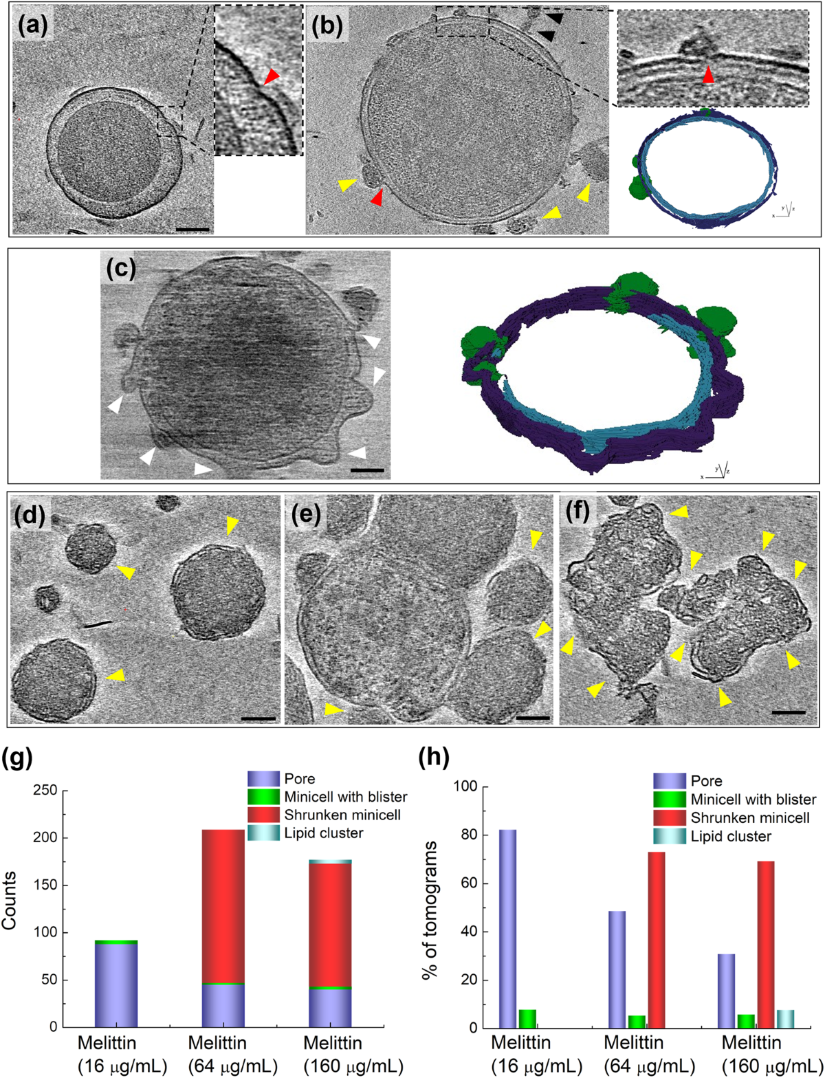 Visualizing the membrane disruption action of antimicrobial peptides by  cryo-electron tomography | Nature Communications