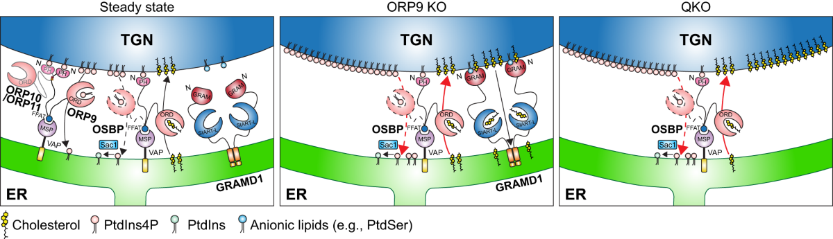 Regulation of cellular cholesterol distribution via non-vesicular lipid transport at ER-Golgi contact sites | Nature Communications Regulation of cellular cholesterol distribution via non-vesicular lipid transport at ER-Golgi contact sites | Nature Communications