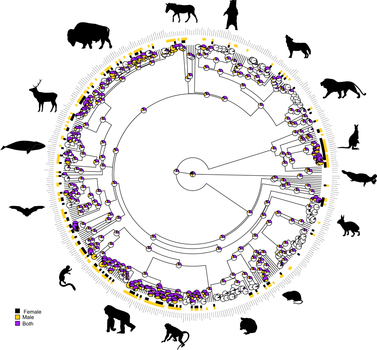 The evolution of same-sex sexual behaviour in mammals | Nature  Communications