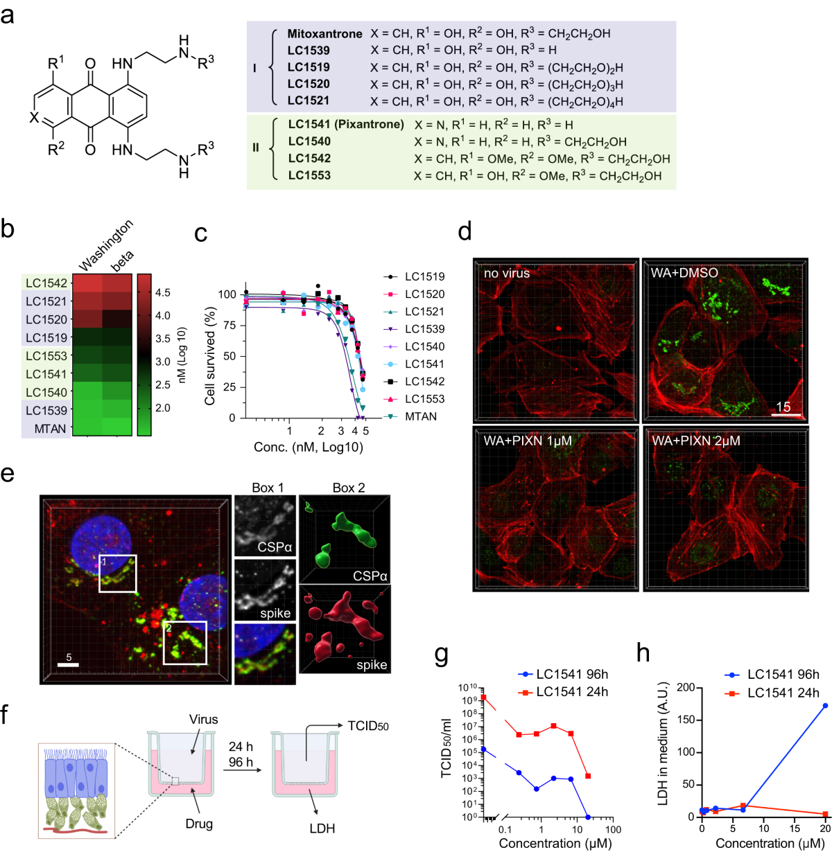 Host heparan sulfate promotes ACE2 super-cluster assembly and enhances  SARS-CoV-2-associated syncytium formation | Nature Communications