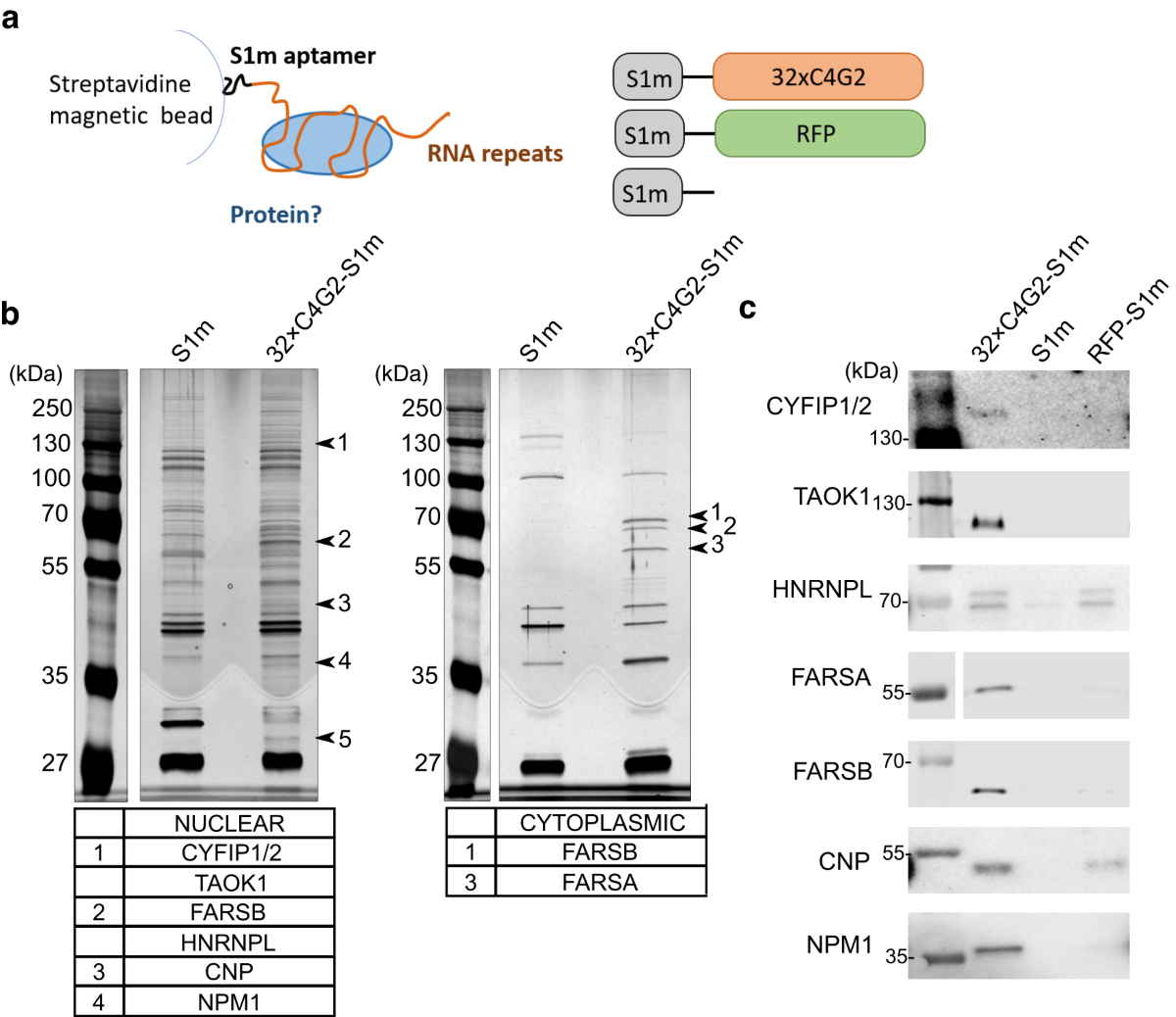 Phenylalanine-tRNA aminoacylation is compromised by ALS/FTD-associated C9orf72 C4G2 repeat RNA | Nature Communications phenylalanine-trna-aminoacylation-is-compromised-by-als-ftd-associated-c9orf72-c4g2-repeat-rna-nature-communications