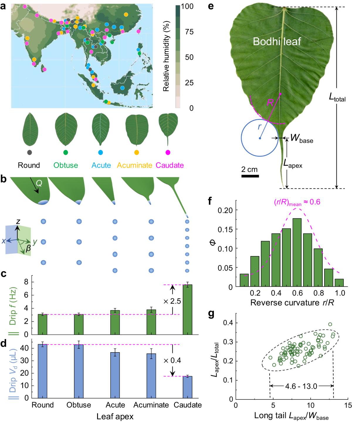 efficient-agricultural-drip-irrigation-inspired-by-fig-leaf-morphology-nature-communications
