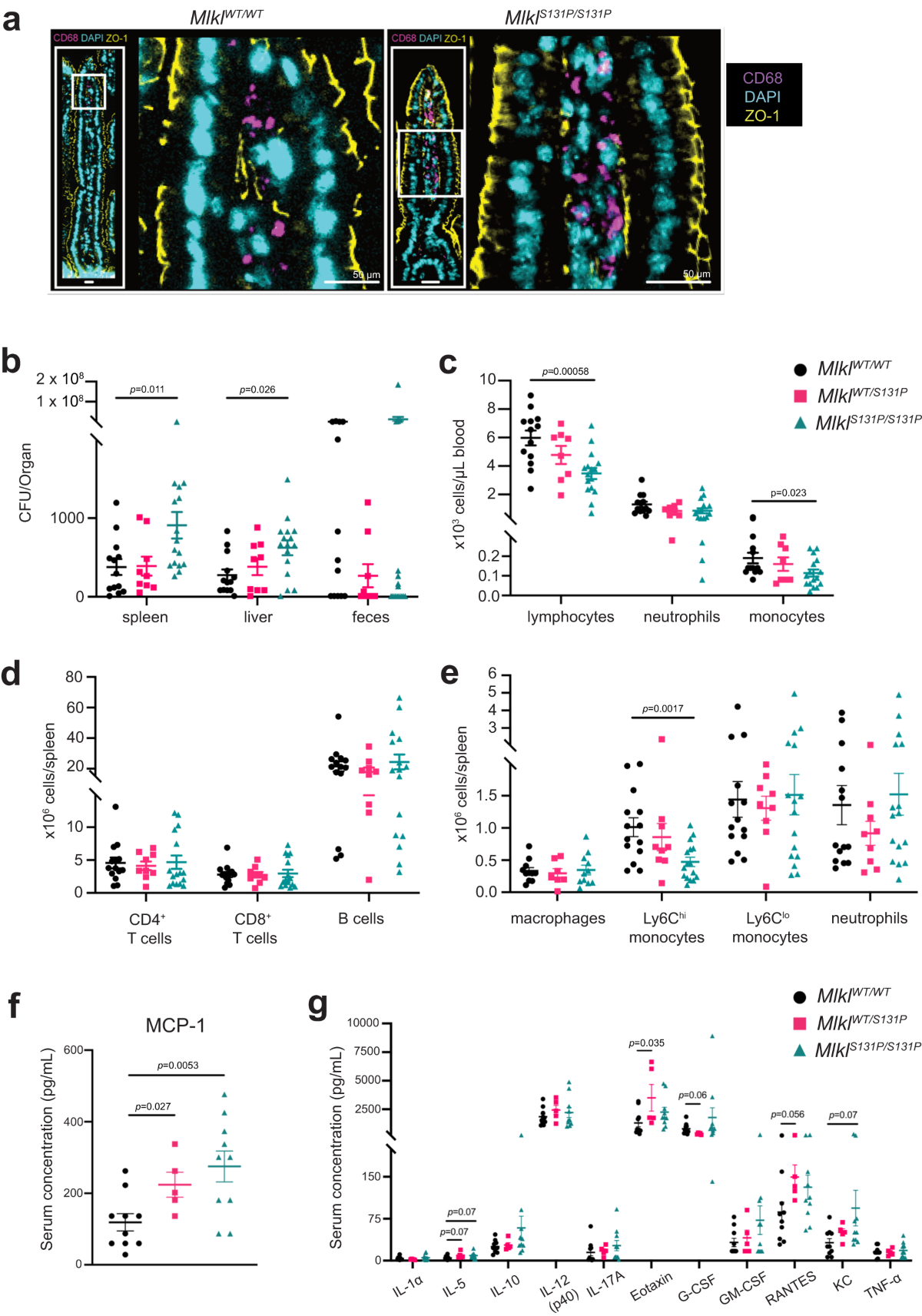 A common human MLKL polymorphism confers resistance to negative regulation  by phosphorylation | Nature Communications