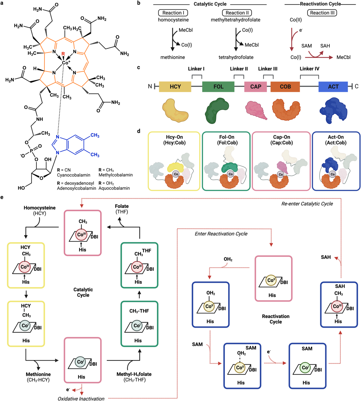 Structure of full-length cobalamin-dependent methionine synthase and cofactor loading captured in crystallo | Nature Communications structure-of-full-length-cobalamin-dependent-methionine-synthase-and-cofactor-loading-captured-in-crystallo-nature-communications
