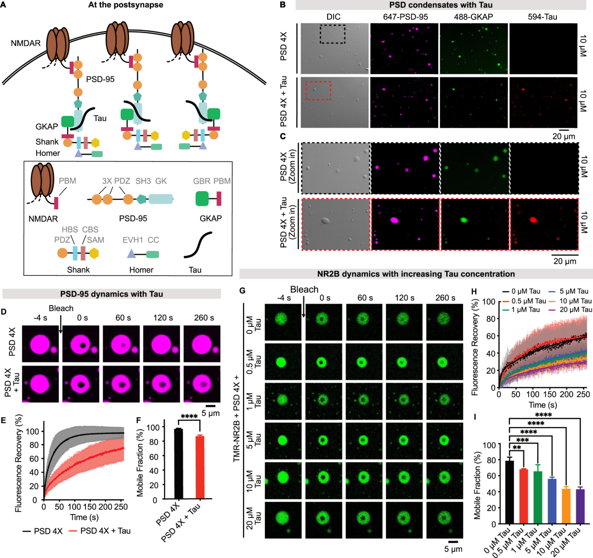 Multivalent Tau/PSD-95 interactions arrest in vitro condensates and  clusters mimicking the postsynaptic density | Nature Communications