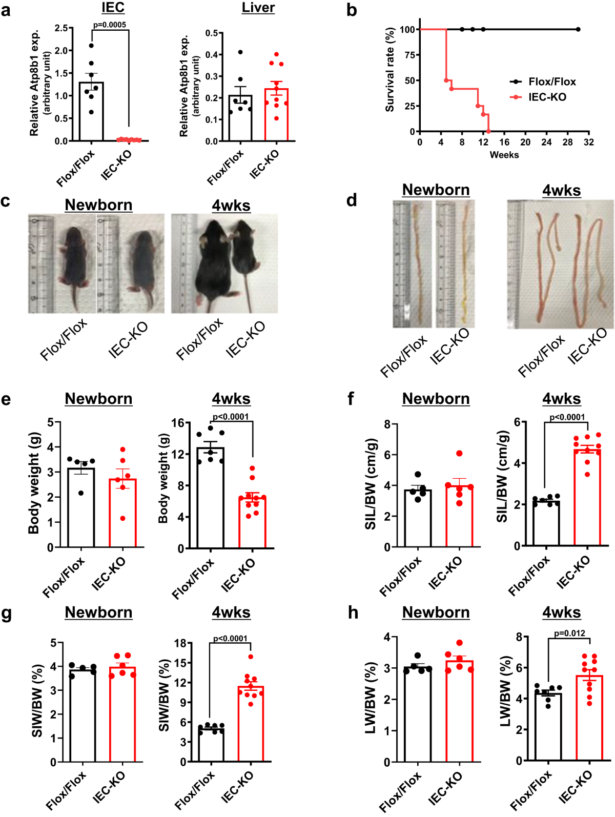 Intestinal Atp8b1 dysfunction causes hepatic choline deficiency and steatohepatitis | Nature Communications intestinal-atp8b1-dysfunction-causes-hepatic-choline-deficiency-and-steatohepatitis-nature-communications