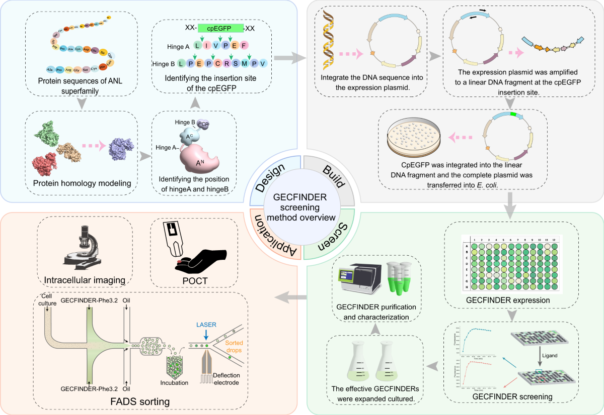 Repurposing conformational changes in ANL superfamily enzymes to rapidly  generate biosensors for organic and amino acids | Nature Communications