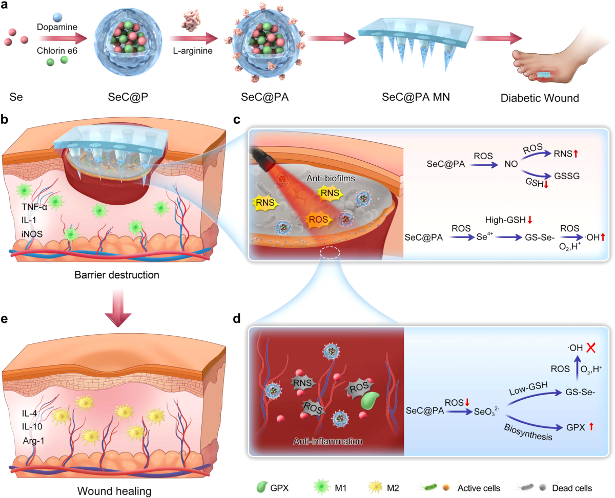 Biofilm microenvironment triggered self-enhancing photodynamic  immunomodulatory microneedle for diabetic wound therapy
