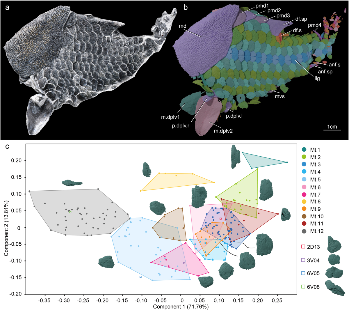 Bony-fish-like scales in a Silurian maxillate placoderm