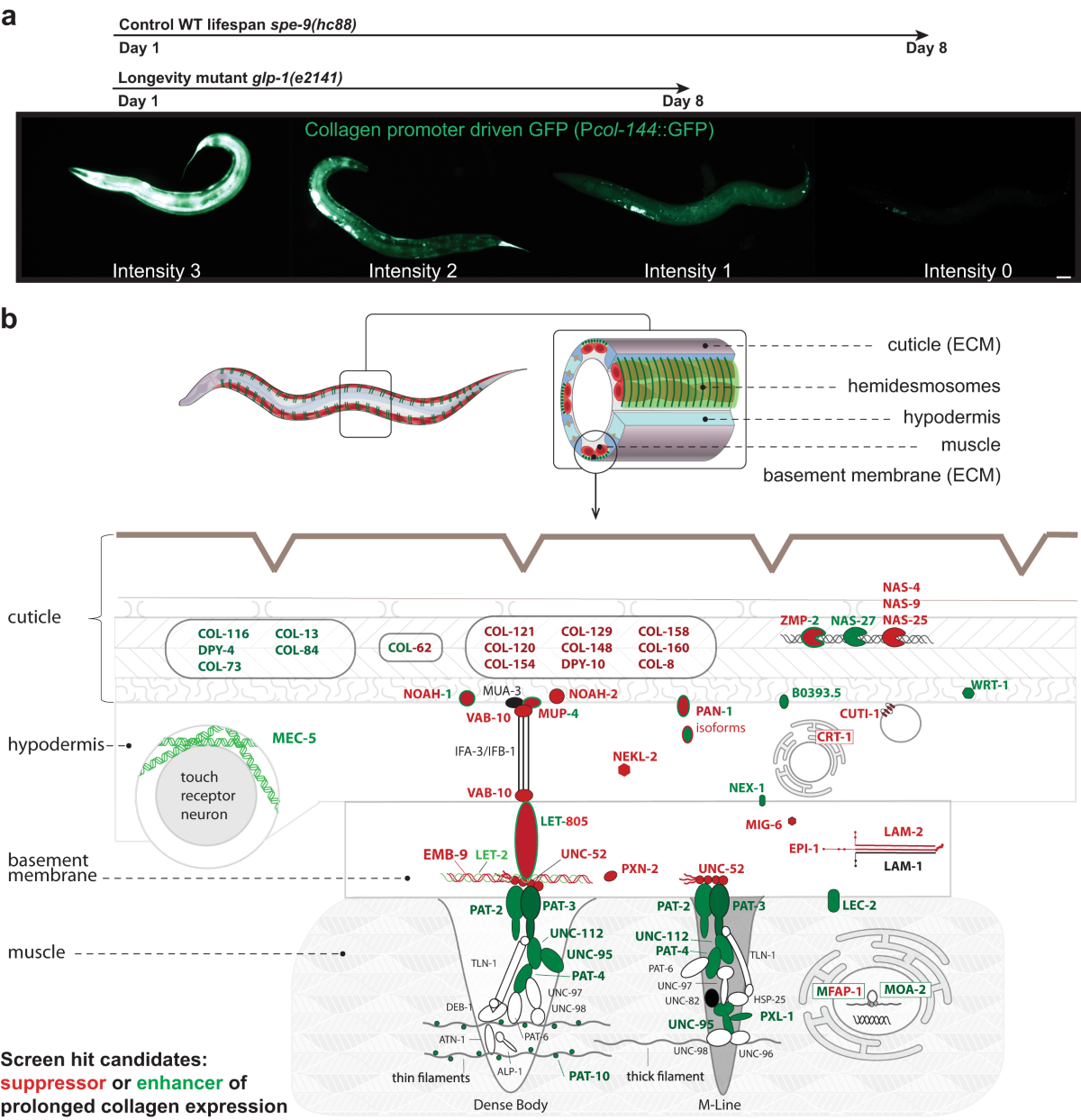 Longevity interventions modulate mechanotransduction and extracellular  matrix homeostasis in C. elegans | Nature Communications