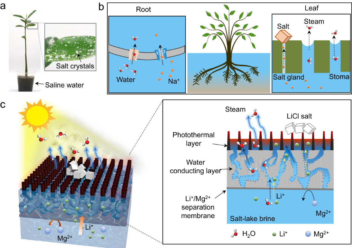 Solar-driven membrane separation for direct lithium extraction 