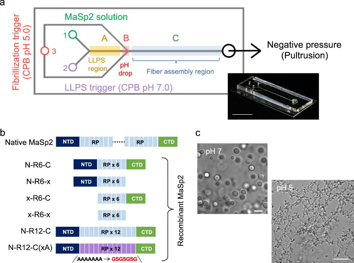 Replicating shear-mediated self-assembly of spider silk through  microfluidics | Nature Communications
