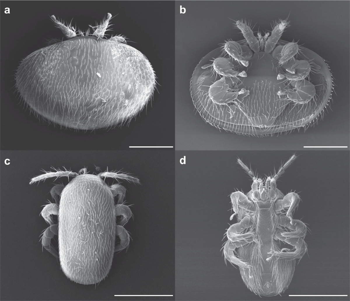 glutathione parasites Life-history stage determines the diet of ectoparasitic mites on their  honey bee hosts