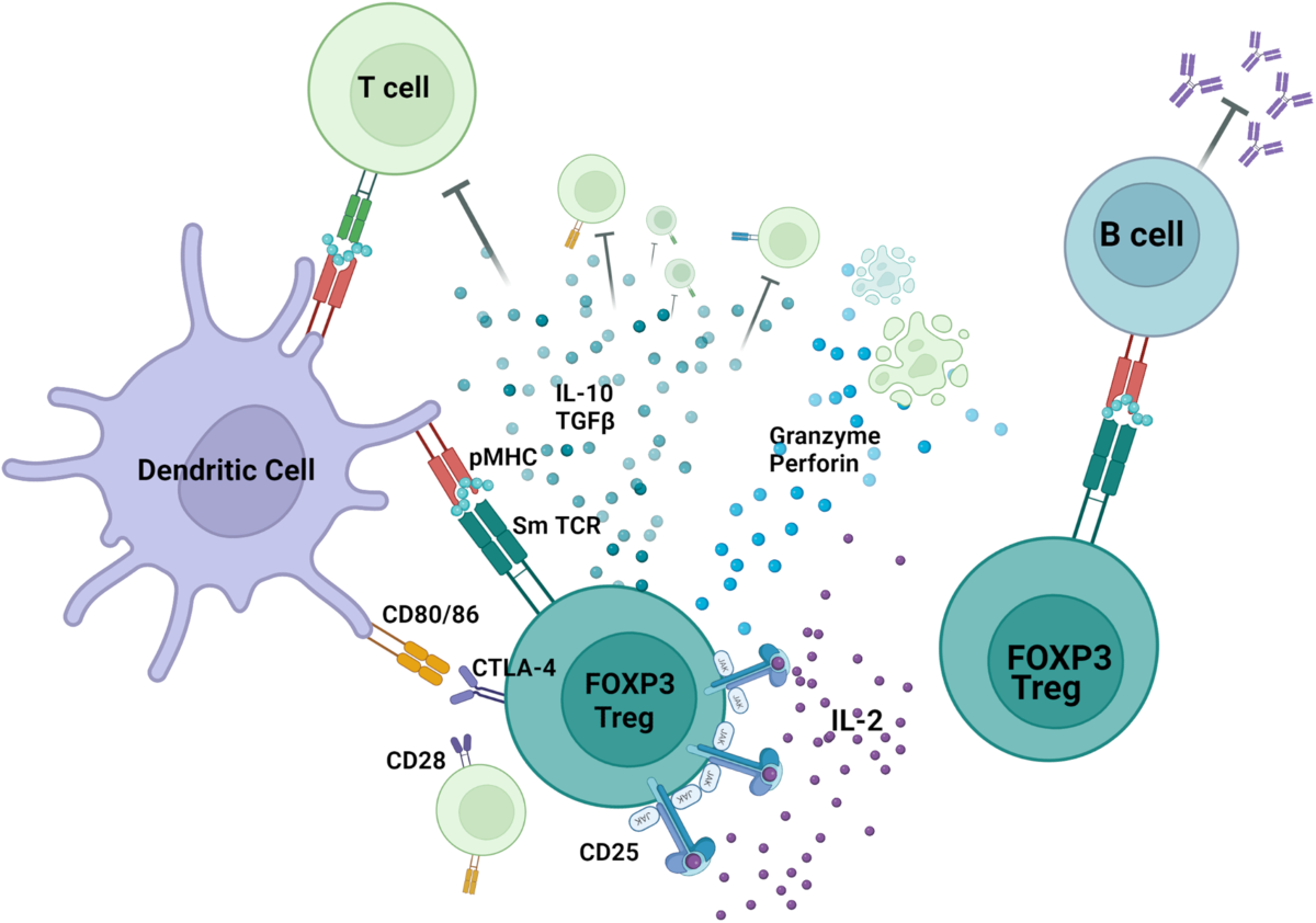 Smith-specific regulatory T cells halt the progression of lupus nephritis |  Nature Communications