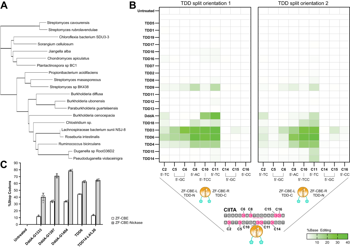 Compact zinc finger architecture utilizing toxin-derived cytidine  deaminases for highly efficient base editing in human cells | Nature  Communications