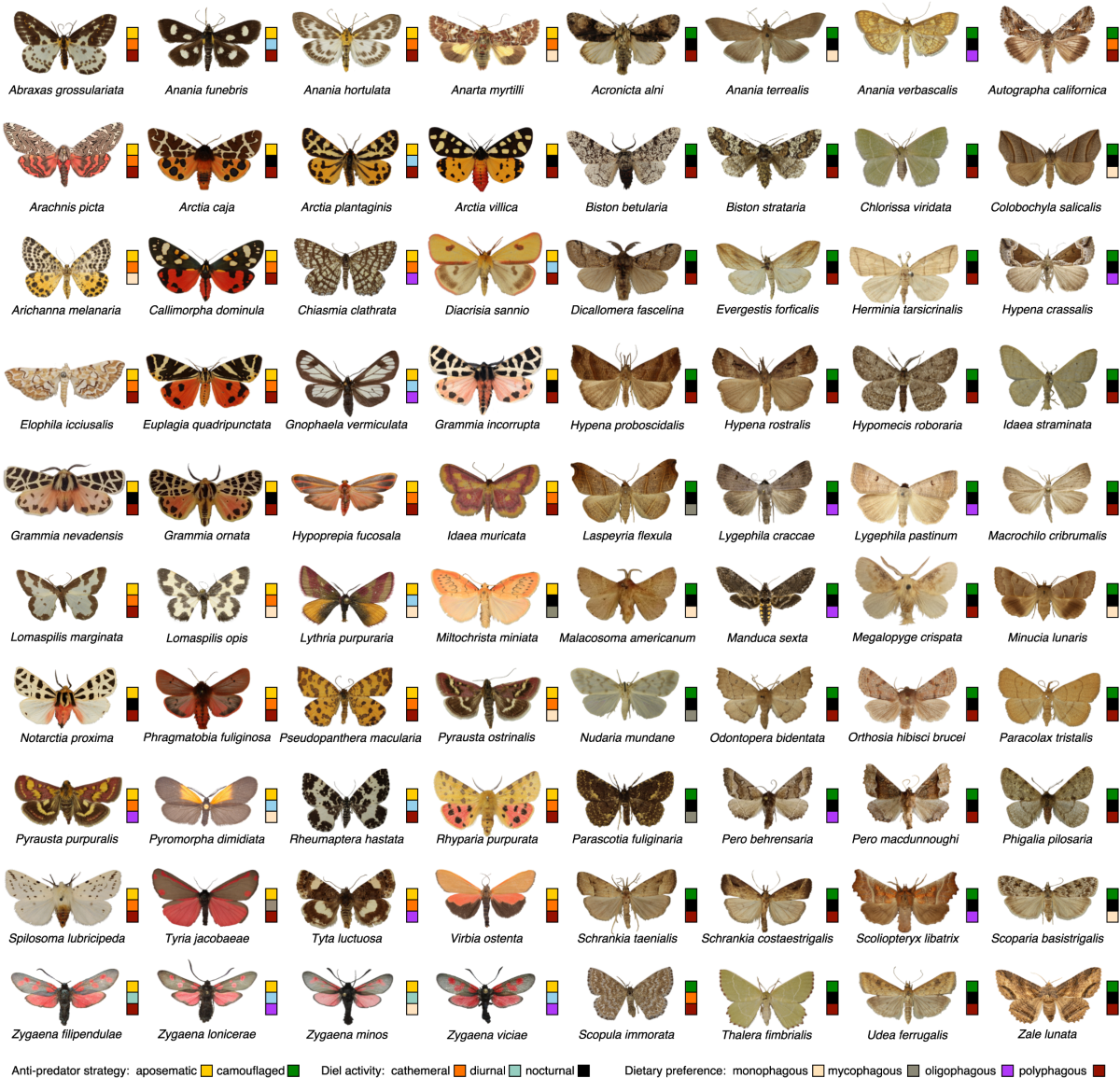 Predator selection on phenotypic variability of cryptic and 