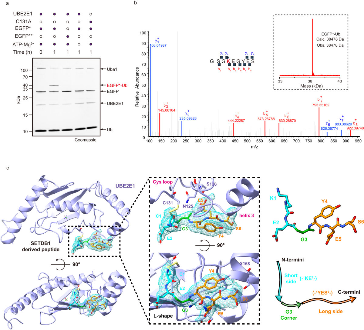 Structure-guided engineering enables E3 ligase-free and versatile protein ubiquitination via UBE2E1 | Nature Communications structure-guided-engineering-enables-e3-ligase-free-and-versatile-protein-ubiquitination-via-ube2e1-nature-communications