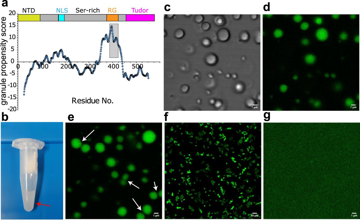 Large dynamics of a phase separating arginine-glycine-rich domain revealed  via nuclear and electron spins | Nature Communications