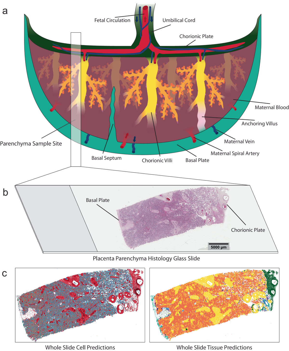 Mapping cell-to-tissue graphs across human placenta histology whole slide images using deep learning with HAPPY