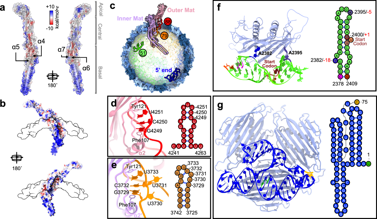 Structural basis of Acinetobacter type IV pili targeting by an RNA virus |  Nature Communications