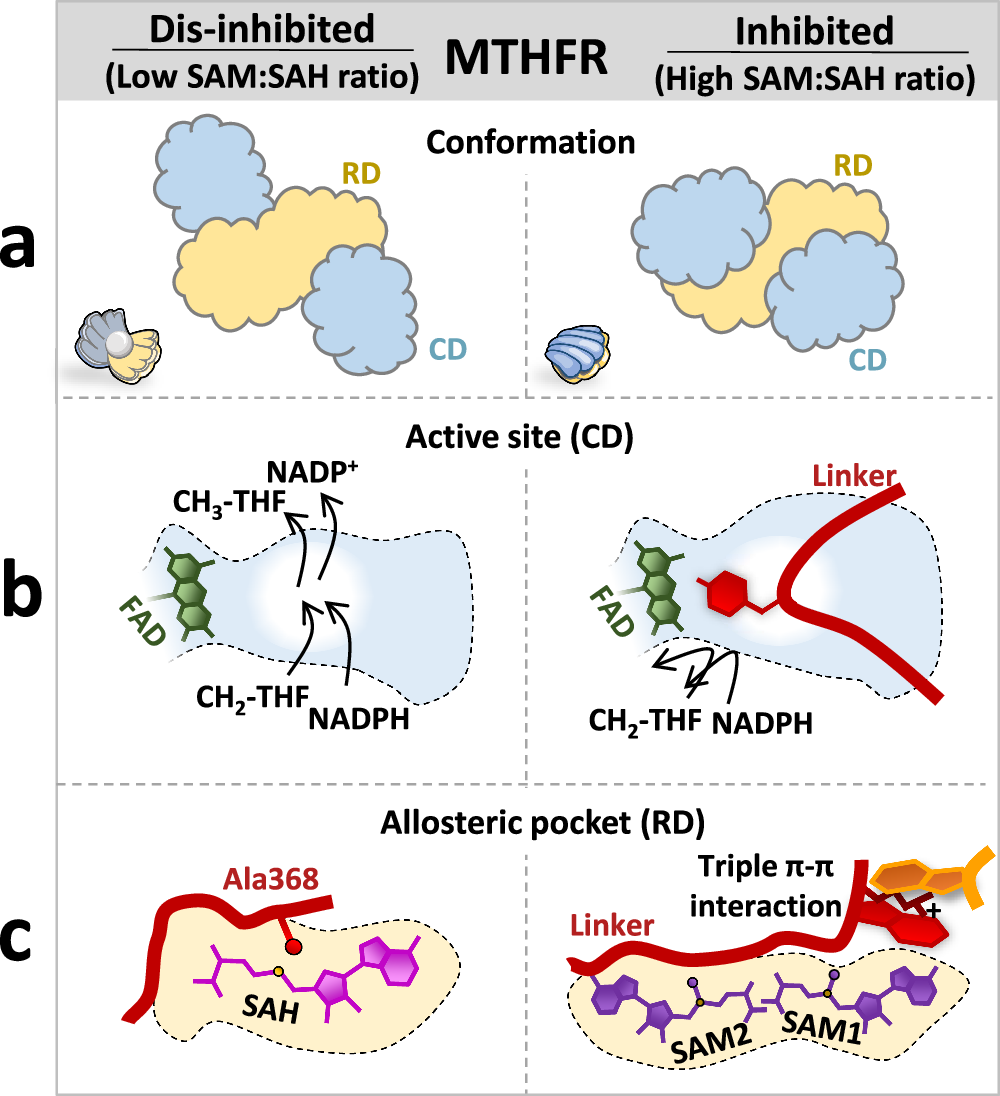 mthfr and semaglutide Dynamic inter-domain transformations mediate the allosteric regulation of  human 5, 10-methylenetetrahydrofolate reductase