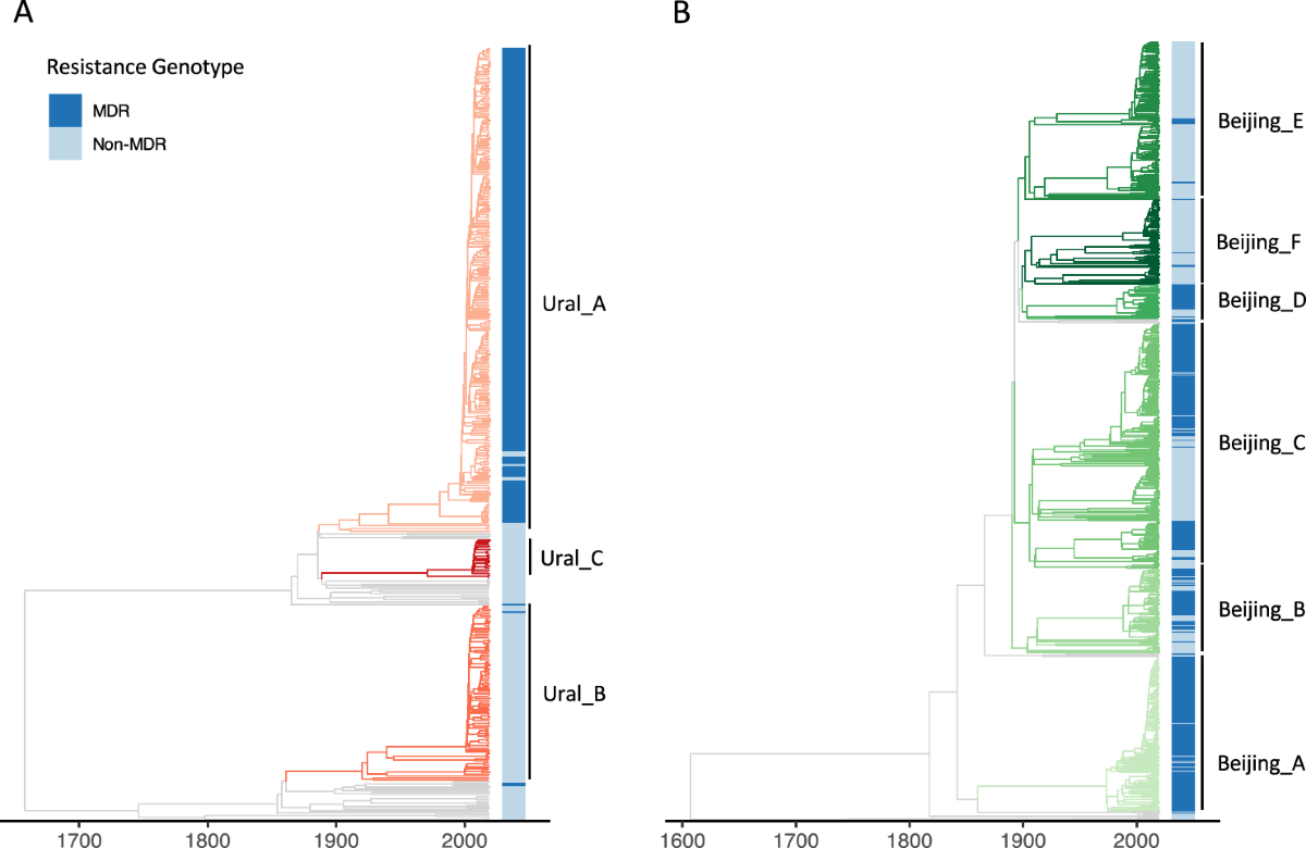 The recent rapid expansion of multidrug resistant Ural lineage  Mycobacterium tuberculosis in Moldova | Nature Communications