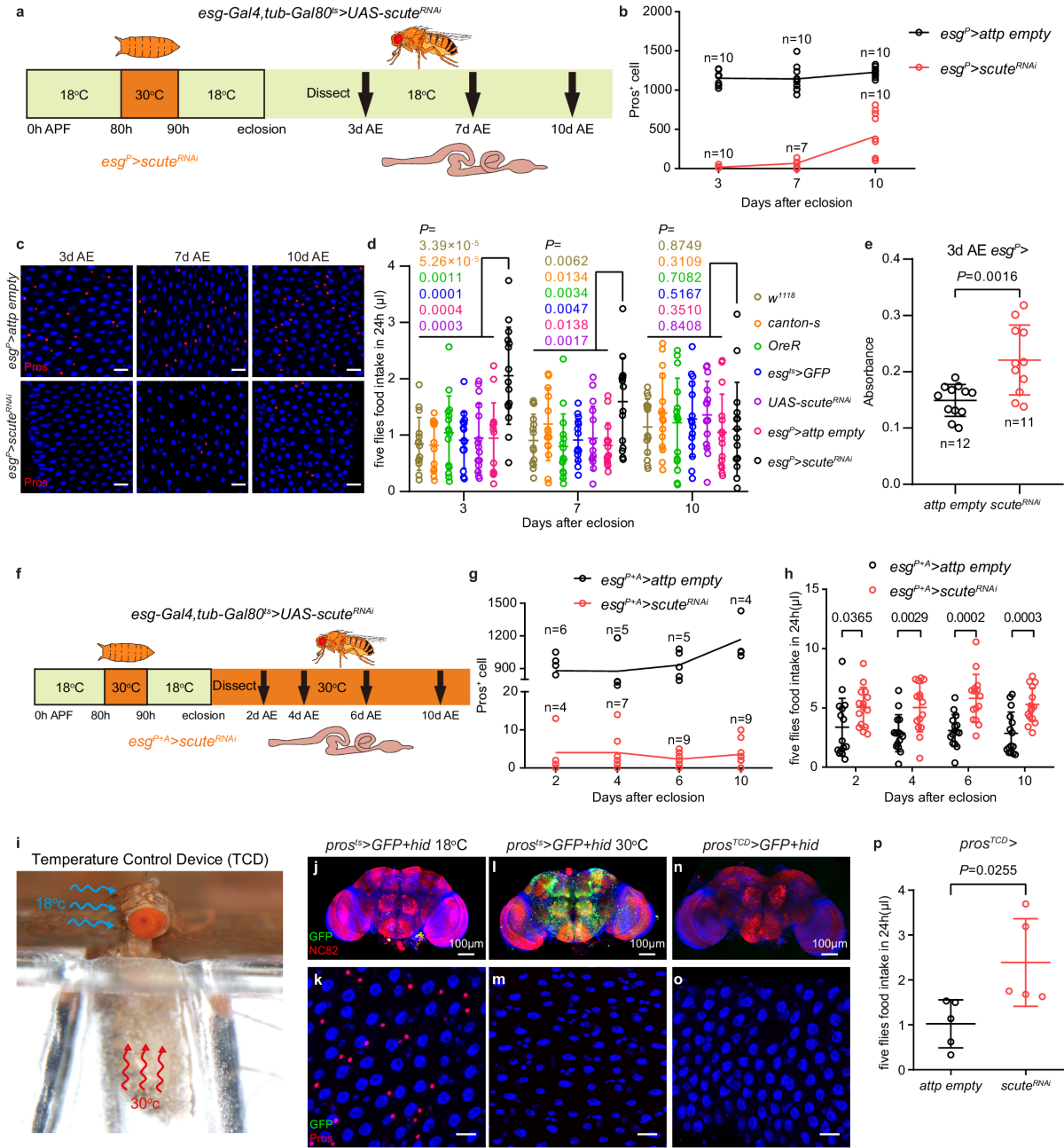Dietary L-Glu sensing by enteroendocrine cells adjusts food intake via modulating gut PYY/NPF secretion | Nature Communications dietary-l-glu-sensing-by-enteroendocrine-cells-adjusts-food-intake-via-modulating-gut-pyy-npf-secretion-nature-communications