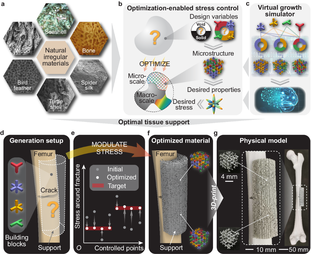Modulate stress distribution with bio-inspired irregular 