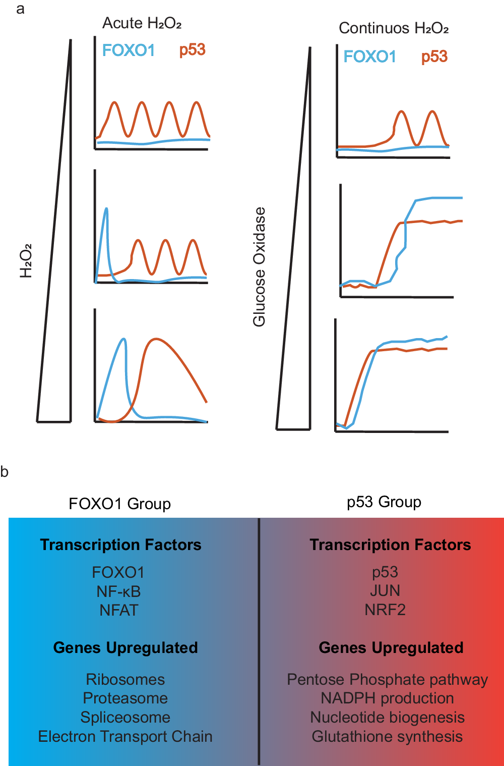 Temporal coordination of the transcription factor response to H2O2 stress | Nature Communications Temporal coordination of the transcription factor response to H2O2 stress | Nature Communications