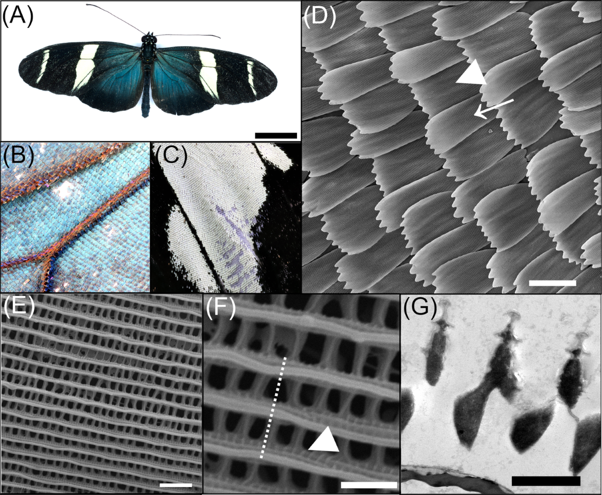 The actin cytoskeleton plays multiple roles in structural colour formation in butterfly wing scales | Nature Communications The actin cytoskeleton plays multiple roles in structural colour formation in butterfly wing scales | Nature Communications