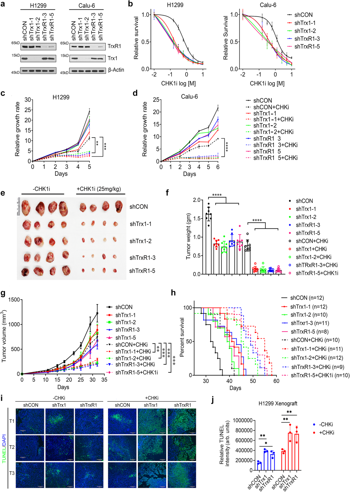The thioredoxin system determines CHK1 inhibitor sensitivity via  redox-mediated regulation of ribonucleotide reductase activity | Nature  Communications