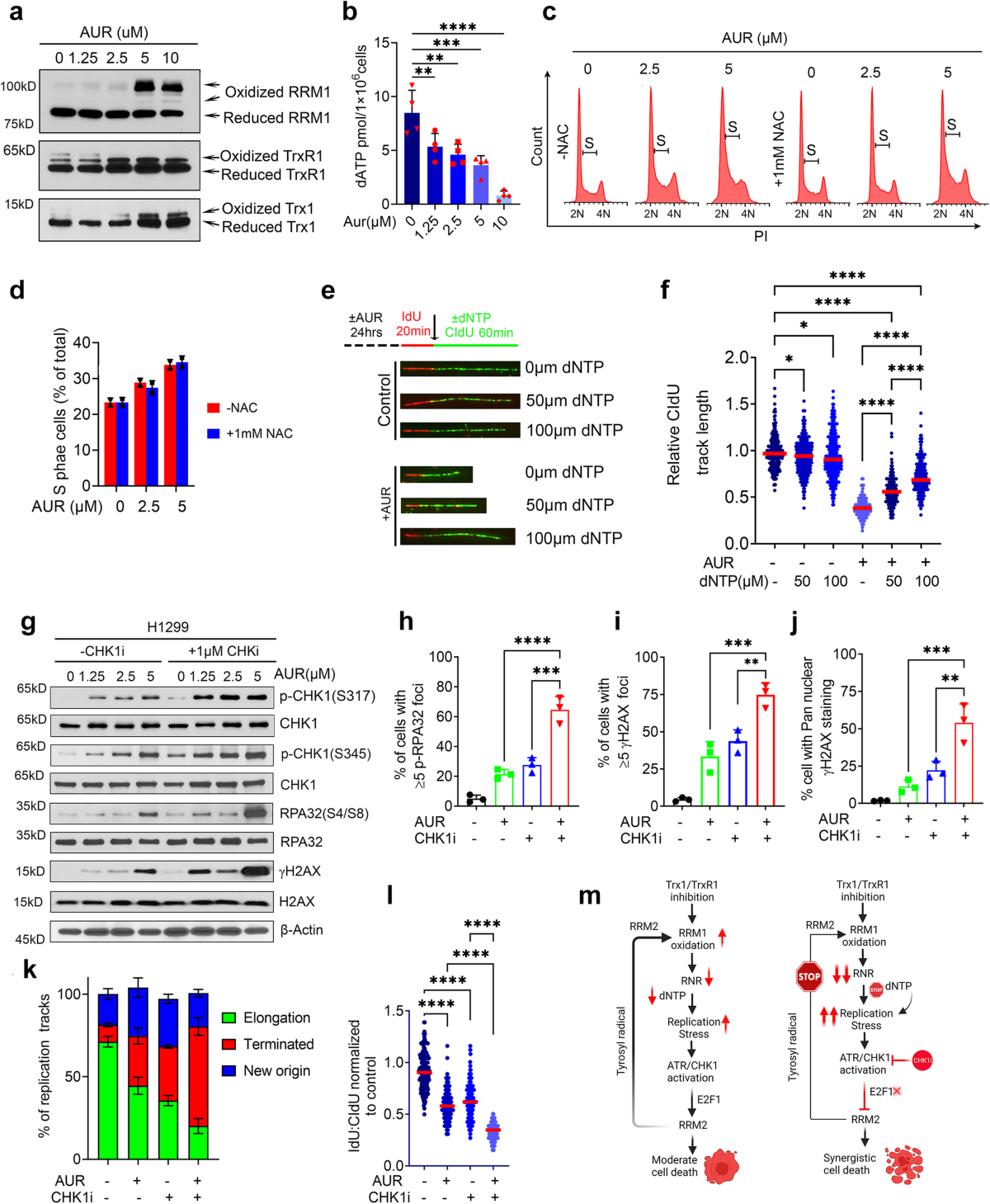 The thioredoxin system determines CHK1 inhibitor sensitivity via  redox-mediated regulation of ribonucleotide reductase activity | Nature  Communications