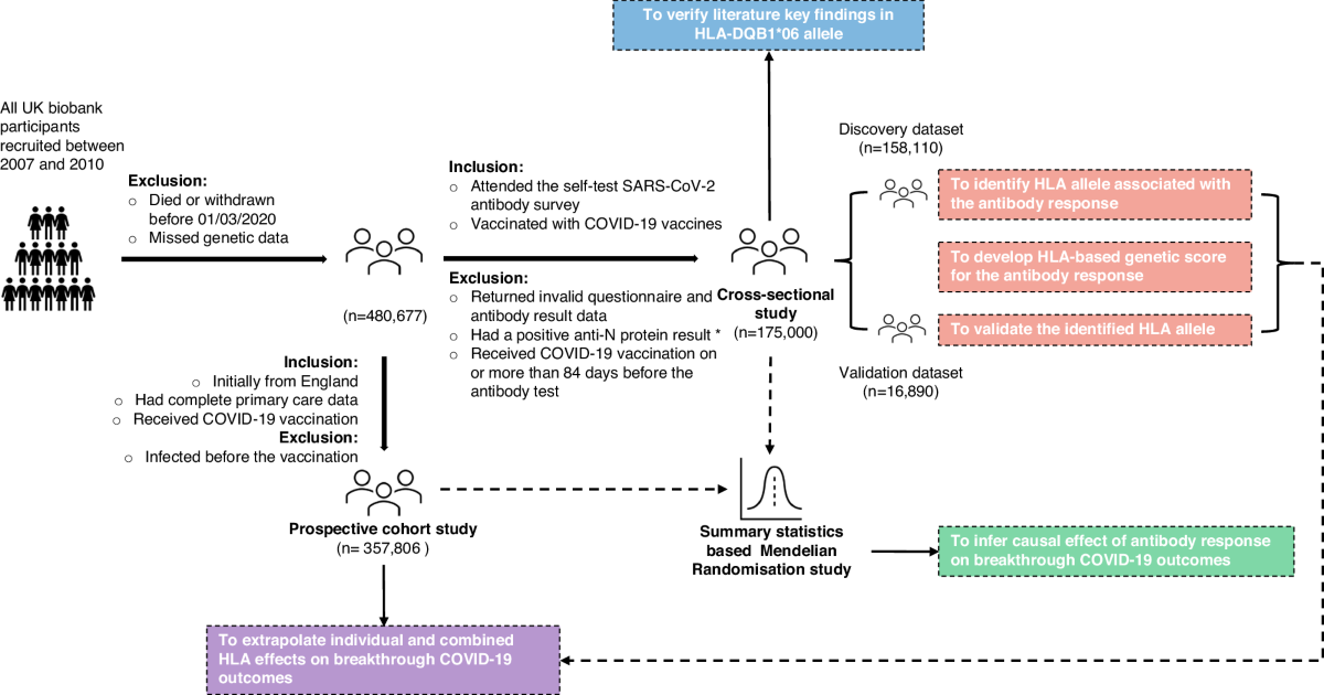 Relationship between HLA genetic variations, COVID-19 vaccine 