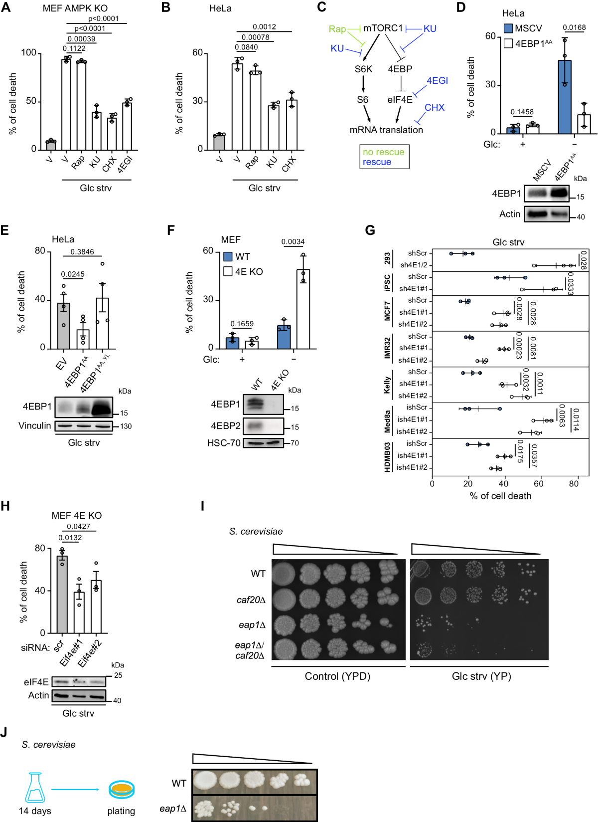 mTORC1 regulates cell survival under glucose starvation through  