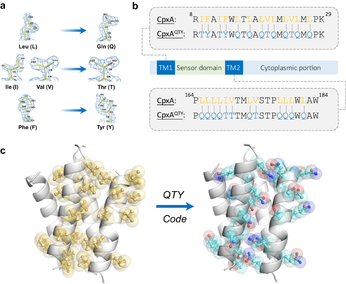 Design of a water-soluble transmembrane receptor kinase with intact molecular function by QTY code | Nature Communications design-of-a-water-soluble-transmembrane-receptor-kinase-with-intact-molecular-function-by-qty-code-nature-communications