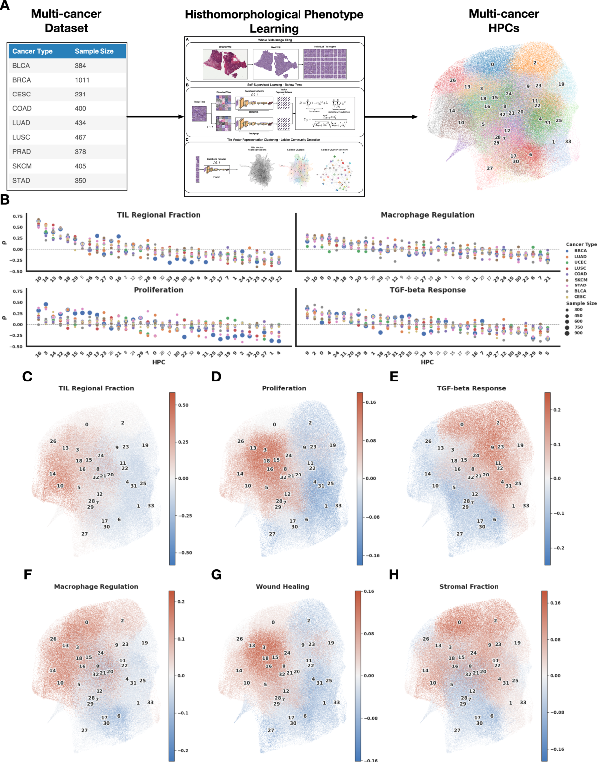 Mapping the landscape of histomorphological cancer phenotypes ...