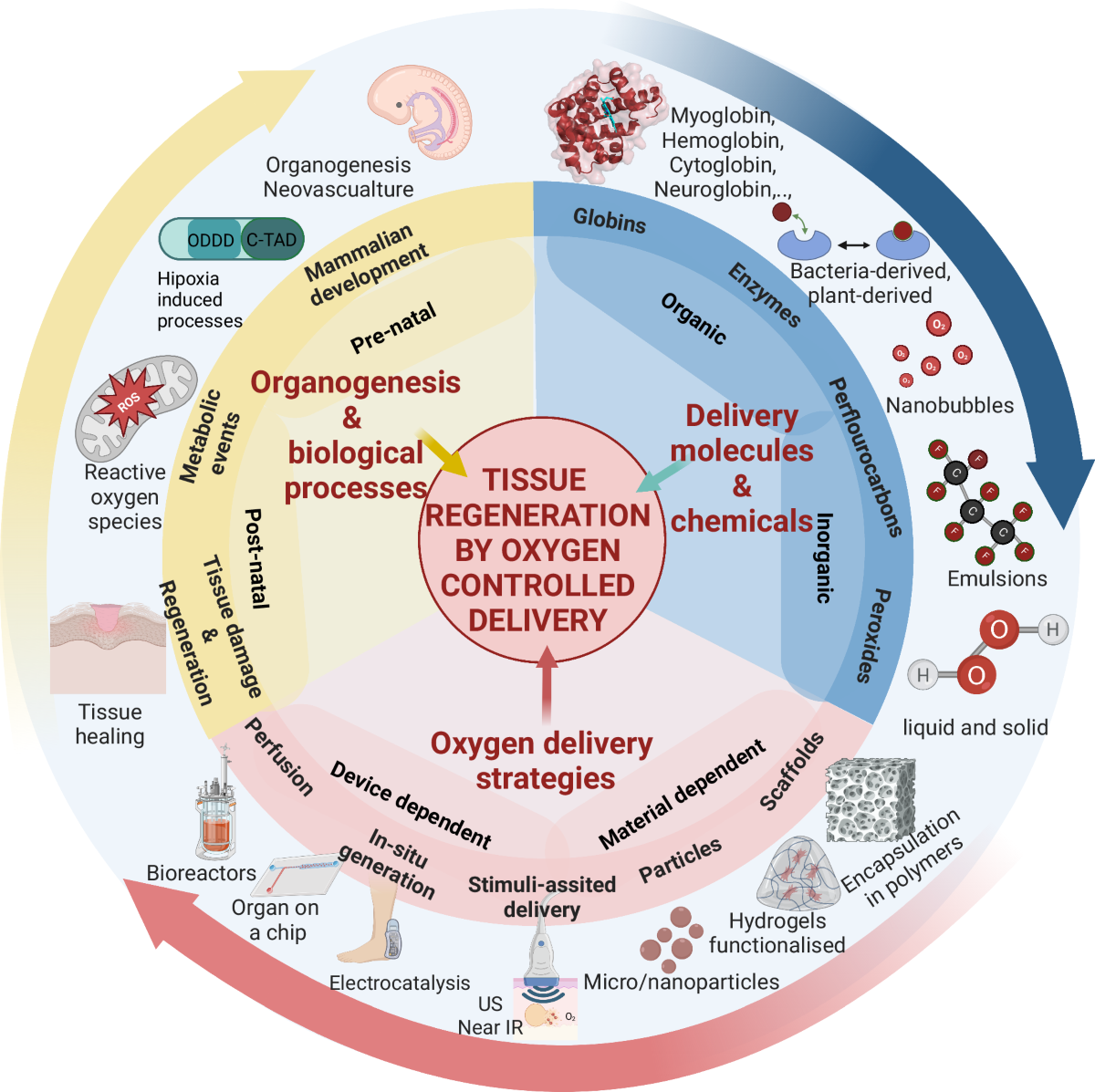 Controlled oxygen delivery to power tissue regeneration | Nature 