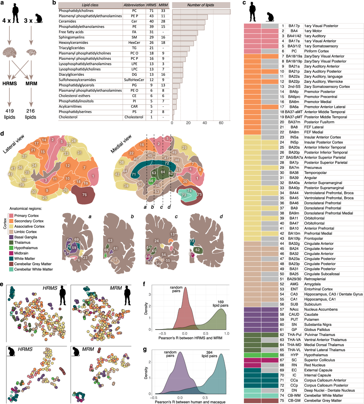 Lipidome atlas of the adult human brain | Nature Communications