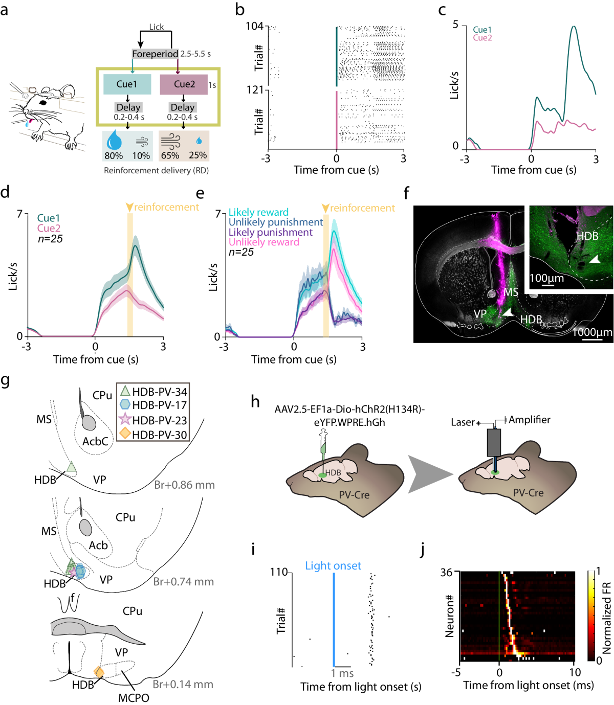 Parvalbumin-expressing basal forebrain neurons mediate learning from  negative experience | Nature Communications