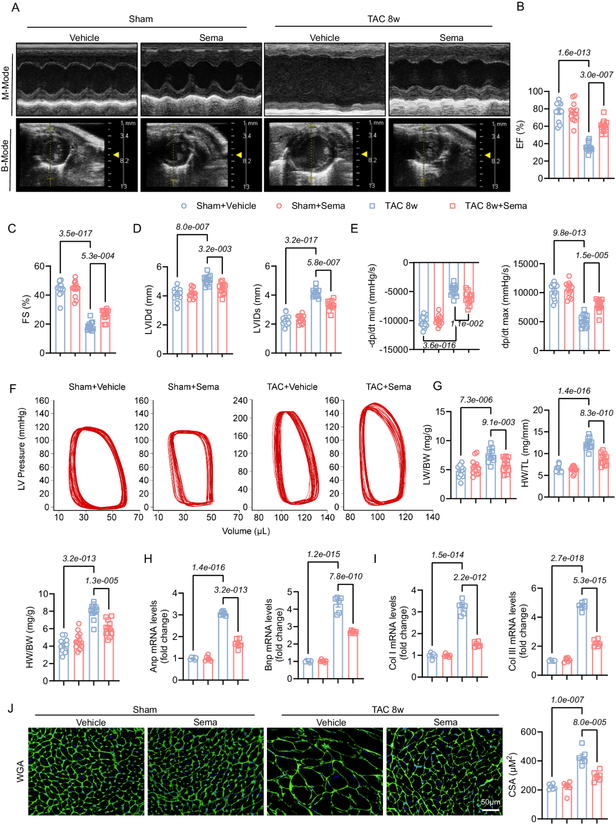semaglutide rapid heart rate Semaglutide ameliorates cardiac remodeling in male mice by optimizing  energy substrate utilization through the Creb5/NR4a1 axis