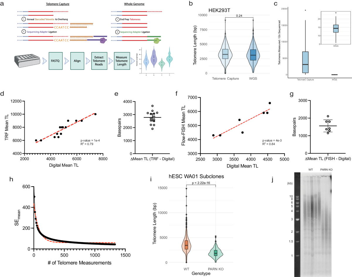 Digital telomere measurement by long-read sequencing distinguishes healthy  aging from disease | Nature Communications