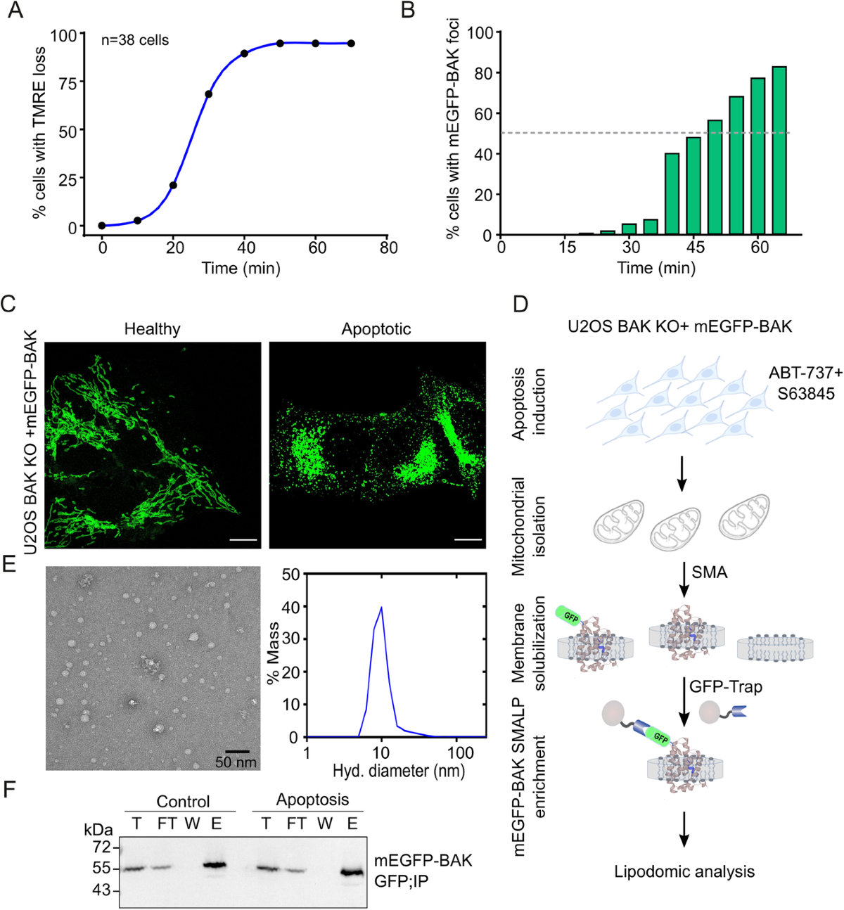 Lipid unsaturation promotes BAX and BAK pore activity during apoptosis |  Nature Communications